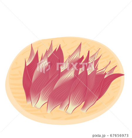 ミョウガの収穫(やさいのベクターイラスト) ミョウガの収穫(やさいのベクターイラスト) 67656973