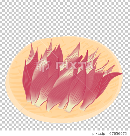 Harvest of mioga (vector illustration of sweet potato) Harvest of mioga (vector illustration of sweet potato) 67656973