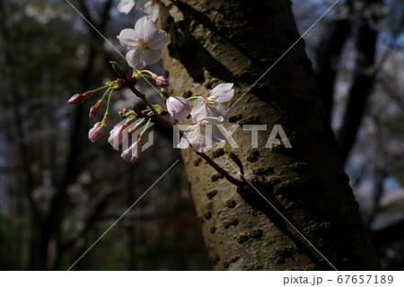木陰で咲く胴ぶきの桜の花 木陰で咲く胴ぶきの桜の花 67657189