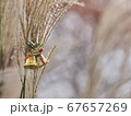 クリスマス飾りとススキ 67657269