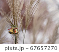 クリスマス飾りとススキ 67657270