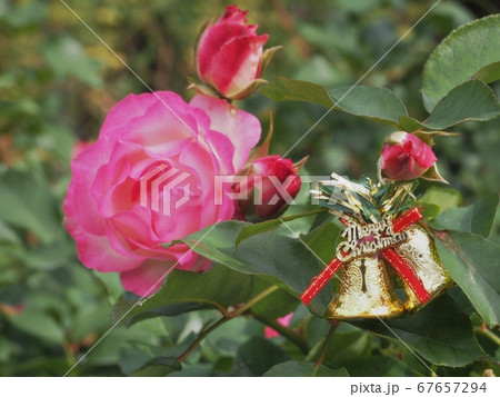 クリスマス飾りと薔薇の花 67657294