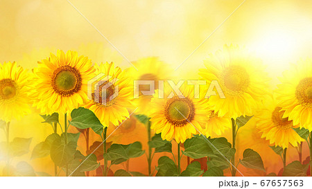 向日葵のイメージ的な背景のイラスト素材