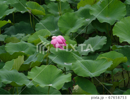 韓国 全北 全州市 67658753