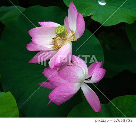 韓国 全北 全州市 67658755