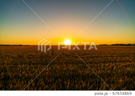 夕日の麦畑 夕日の麦畑 67658869