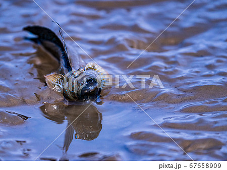 有明海の珍魚ムツゴロウの写真素材