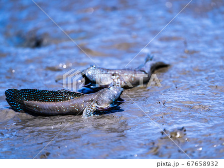 有明海の珍魚ムツゴロウ 有明海の珍魚ムツゴロウ 67658932