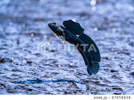有明海の珍魚ムツゴロウの写真素材