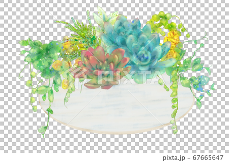 肉質植物自然生活植物插圖 肉質植物自然生活植物插圖 67665647