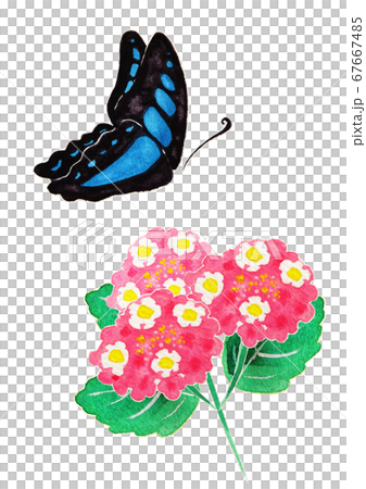 花和蝴蝶 67667485