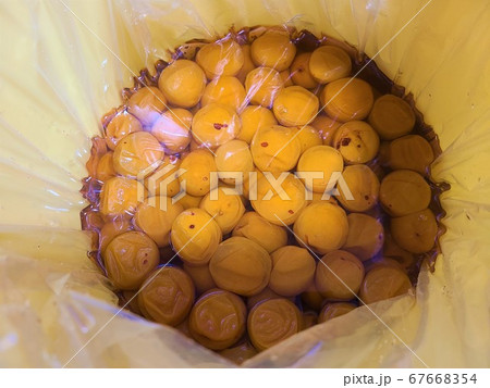 梅干し造り　赤しそ漬け　塩漬け　素材　背景 67668354