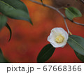 椿の花 67668366