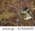 クリスマス飾りと枯木 67668405