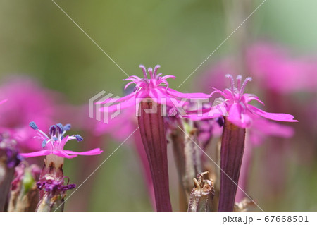 ムシトリナデシコ　深いピンクの花びらを持つ筒形の花 67668501