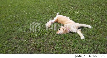 芝生の上で寝転がって伸びをする犬の写真素材