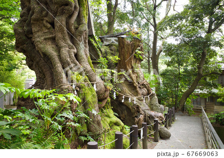 熱海 来宮神社の御神木「大楠」 熱海 来宮神社の御神木「大楠」 67669063