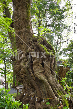 熱海 来宮神社の御神木「大楠」 熱海 来宮神社の御神木「大楠」 67669064