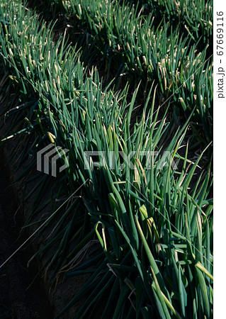 深谷ネギ畑【埼玉県本庄市】 深谷ネギ畑【埼玉県本庄市】 67669116