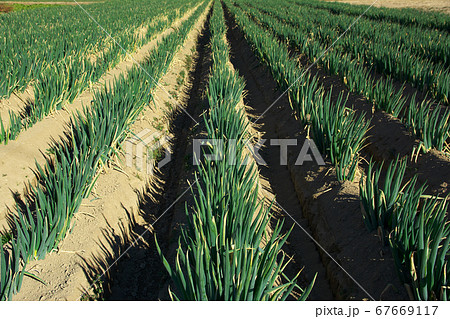 深谷ネギ畑【埼玉県本庄市】 67669117