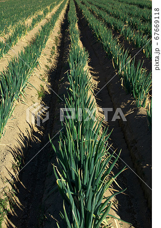 深谷ネギ畑【埼玉県本庄市】 67669118