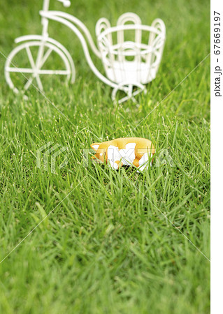 芝生と小物　自転車　子犬の昼寝 67669197