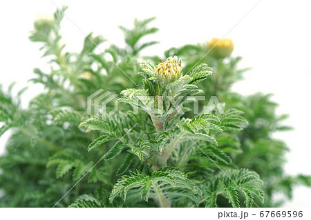 オレンジカモミール 67669596