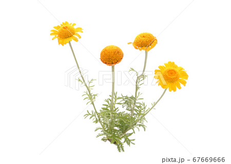 オレンジカモミール 67669666