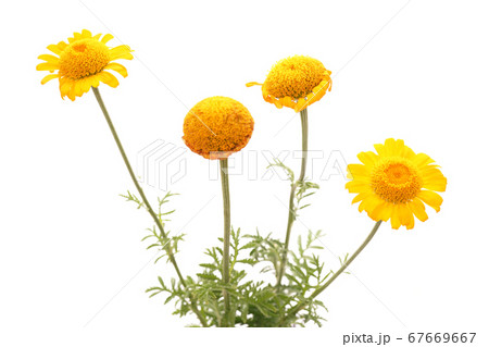 オレンジカモミール 67669667