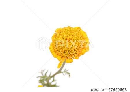 オレンジカモミール オレンジカモミール 67669668