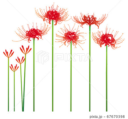 彼岸花 彼岸花 67670398