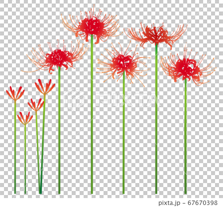 彼岸花 彼岸花 67670398