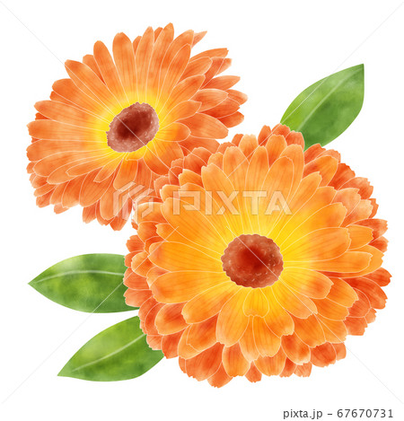 水彩イラスト　カレンデュラ 67670731