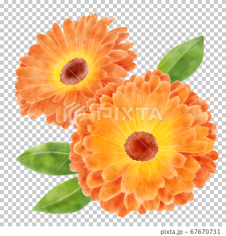水彩イラスト カレンデュラのイラスト素材 [67670731] - PIXTA