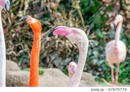 フラミンゴの顔のアップ 67670779