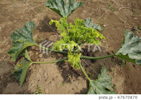 モザイク病にかかったズッキーニ 67670870