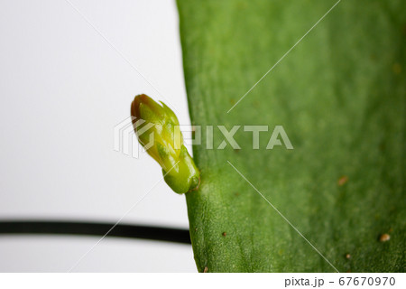 月下美人の花芽07 67670970