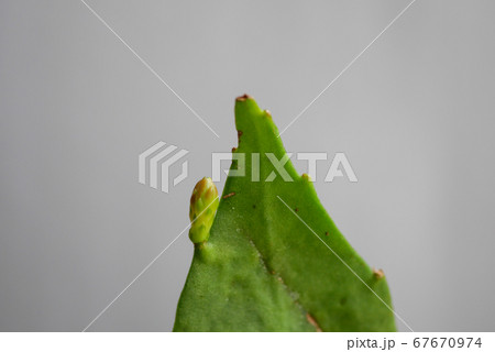 月下美人の花芽11 67670974