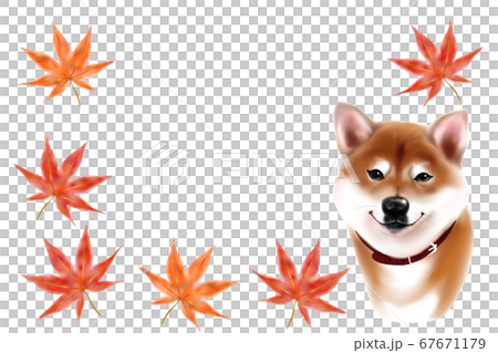 紅葉と柴犬 秋のイメージのイラスト素材