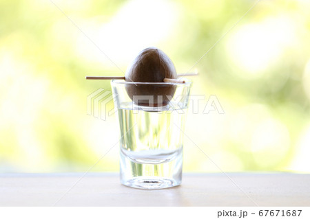 再生栽培されたアボカドの種 67671687