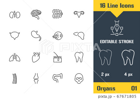 Human Organs Structure, Anatomy. Thin line icon - 67671805