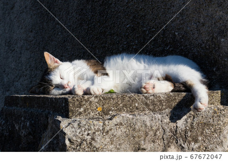 Cute domestic white cat sleeping on cement wall in front of house Cute domestic white cat sleeping on cement wall in front of house 67672047