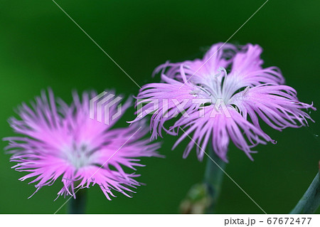 美しい女性の姿 美しい女性の姿 67672477