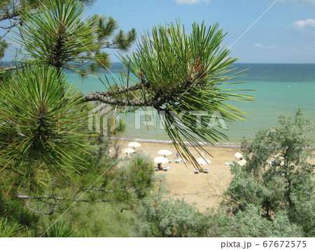 Photo shows growing tree pine, spruce with green Photo shows growing tree pine, spruce with green 67672575