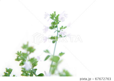 カラミンサ・ネペタ カラミンサ・ネペタ 67672763