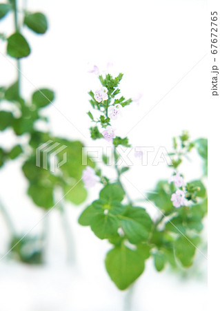 カラミンサ・ネペタ カラミンサ・ネペタ 67672765