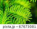 水々しい多肉植物 67673081