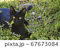外で寝転ぶ黒猫 67673084