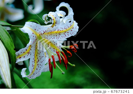 華麗なユリの王者 67673241