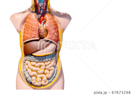 Human internal organ of Abdominal bowel intestine figure model isolated Human internal organ of Abdominal bowel intestine figure model isolated 67673298